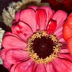 Meet your Posher, Marie